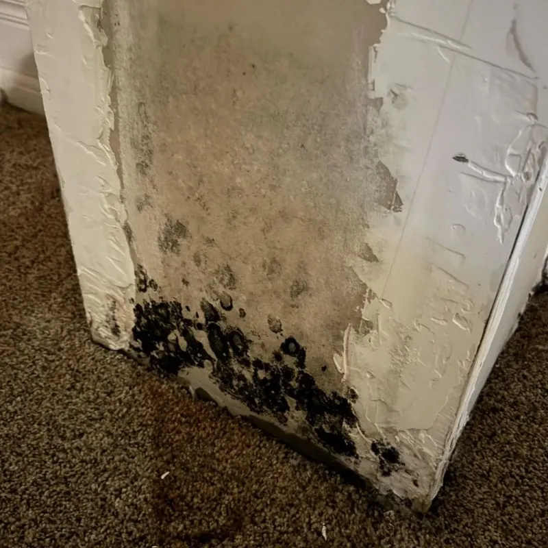 Professional Mold Removal in Dixon, MO